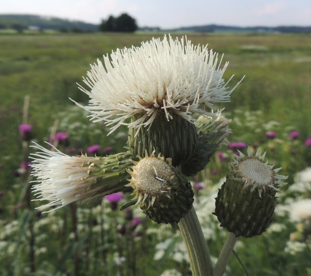 Cirsium heterophyllum - huopaohdakkeen varren kärjessä olevan mykerön tyvellä on aika usein yhdestä kolmeen lähes tai aivan perätöntä sivumykeröä. Valkokukkaisen yksilön kehtosuomuista puuttuu punasävy kokonaan. EH, Hämeenlinna, Vuorentaka, laaja peltoaukea, Hämeen Härkätien laita, 26.6.2013. Copyright Hannu Kämäräinen.