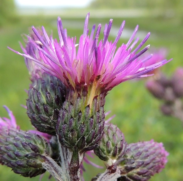 Cirsium palustre - suo-ohdakkeen mykerökehto on tavallisesti noin 10-15 mm korkea ja noin 10 mm leveä. Koko mykerö on täydessä kukassaan yleensä noin 17-25 mm korkea ja yläosastaan noin 20-25 mm leveä. Kehtosuomut ovat pystyt ja ulommat niistä ovat lyhyesti kärkipiikkiset ja ainakin reunoiltaan tiheäkarvaiset. Ne ovat tavallisesti noin 4-10 mm pitkät sekä tyviosastaan noin 1,5 mm leveät. Sisimmät suomukerrokset ovat lähes tasasoukat ja kärkiosastaan teräväkärkiset ja punaiset tai sinipunaiset sekä noin 10-15 mm pitkät. Heteen ponnet ovat lieriömäisenä ryhmänä emin vartalon ympärillä. Siitepölyvaiheessa ne ovat sinipunaiset ja emin luotti ei ole vielä kehittynyt. EH, Vilppula, Laksinperä, Uittosalmentien laide Ukonselän ja Laksi-järven välisen Uittosalmen lähellä, 19.7.2015. Copyright Hannu Kämäräinen.