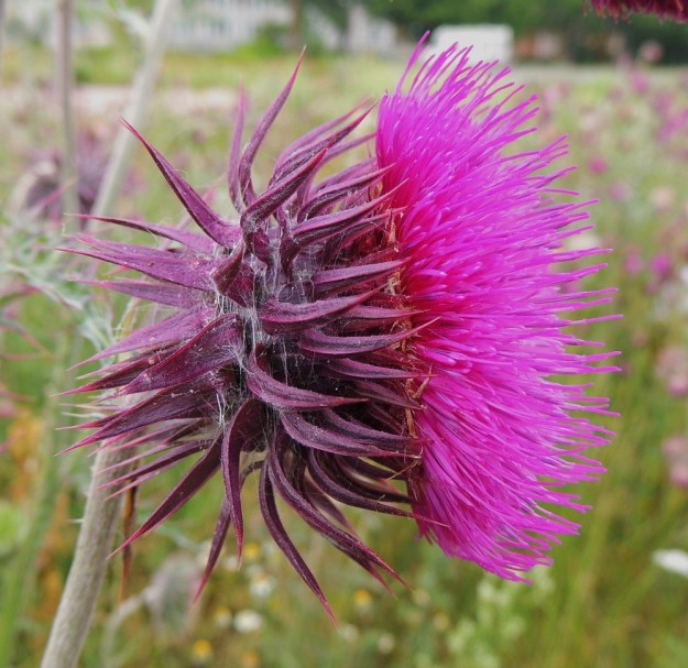 Carduus nutans - nuokkukarhiaisen mykerökehtoa ympäröi seittikarvoitus. Erityisesti ulommat kehtosuomukerrokset ovat jäykkiä, paksuja, kapean kolmiomaisia tai kielimäisiä ja pitkäsuippuisen teräväkärkisiä sekä päästään pistävän vahvapiikkisiä. Ne ovat vihreitä, vihreänruskeita tai punaruskeita. Kukintavaiheessa pari kolme ulointa suomukerrosta ovat taakäänteisiä, seuraavat siirottavia ja sisemmät mykerön suuntaisesti kaareutuvia. Suomut ovat tavallisesti noin 15-25 mm pitkät ja suippoa kärkeä lukuun ottamatta noin 2-3 mm leveät. St, Pori, Reposaari, koillisranta, entisen satama-alueen vanha painolastikenttä, 14.7.2014. Copyright Hannu Kämäräinen.
