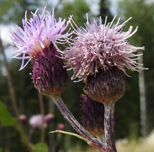Cirsium arvense - pelto-ohdakkeen (kuvassa rikkapelto-ohdake var. arvense) mykeröhaarat ovat yleensä tiheästi seittikarvaiset. Laji on enimmäkseen kaksikotinen eli hede- ja emikukat ovat eri yksilöissä. Kuvassa on hedekukkaisia mykeröitä. Mykerön kaikki kukat ovat torvimaisia kehräkukkia, joiden kärkiosa on vaaleanpunainen tai vaalean sinipunainen sekä harvoin valkoinen. Kuvan vasemmassa mykerössä näkyvät emin vartalon ympärille lieriömäisen yhdiskasvuisesti ryhmittyneet, vaalean sinipunaiset heteet, joista siitepöly on parhaillaan purkautumassa. Oikeanpuoleisen mykerön kukat ja heteet ovat jo lakastumassa, mutta kesken kehityksensä jäävät emin luotit eivät avaudu. U, Järvenpää, Ristinummi, uuden yritysalueen laidassa oleva maavalli, 15.7.2019. Copyright Hannu Kämäräinen.