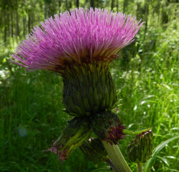 Cirsium heterophyllum - huopaohdakkeen sutimainen mykerö on kukkiessaan yleensä noin 35-40 mm korkea ja yläosastaan noin 35-45 mm leveä. Pelkkä kehto on tavallisesti noin 20-25 mm korkea ja suunnilleen samanlevyinen. Kehtosuomut ovat pystyt, kapean kolmiomaiset tai kielimäiset ja yleensä heikohkosti kärkipiikkiset. Niiden pituus on noin 5-20 mm ja tyviosan leveys noin 2-3 mm. Lyhimmät suomut ovat uloimpana kehdon tyvellä ja pisimmät sisimpänä. Ulommat suomukerrokset ovat jäykät ja sisimmät kärkiosastaan taipuisammat ja ulompia suomuja teräväkärkisemmät. EH, Hämeenlinna, Loimalahti, Hirsimäki, omakotialueen ja maakaasulinjan välinen, kuusivaltainen metsä Näsiäntien varrella, 28.6.2011. Copyright Hannu Kämäräinen.