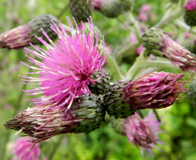 Cirsium palustre - suo-ohdakkeen kehräkukista nousevat emin vartalo ja luotti näkyviin vasta sitten, kun heteen ponsi on tyhjentynyt ja kalvennut valkoiseksi. Tällöin aukeaa myös luotin kaksihaarainen kärki vastaanottamaan hyönteisten kuljettamaa siitepölyä muista yksilöistä. EH, Hämeenlinna, Loimalahti, Hirsimäki, Metsälammentieltä lähtevän kävelytien laide koivuvaltaisella metsäkaistalla, 16.7.2012. Copyright Hannu Kämäräinen.