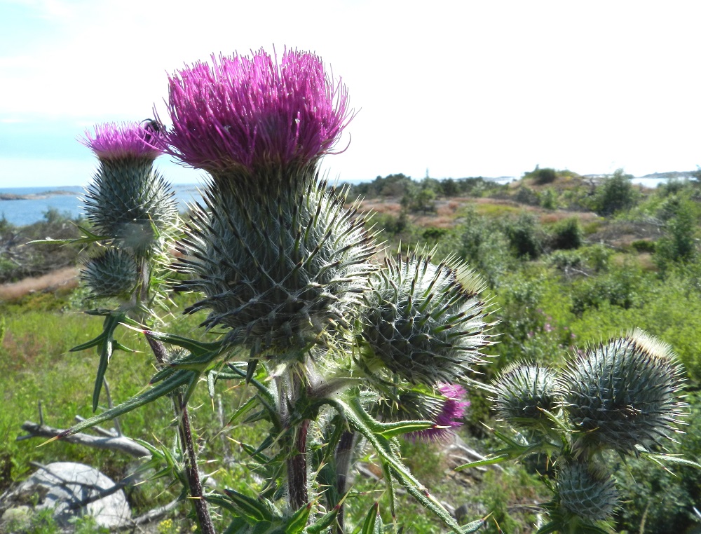 Cirsium vulgare - piikkiohdakkeen varsinaista kukintoa ympäröivät monikerroksisena, tiiviin pallomaisena suojuksena eli kehtona kehtosuomut. Koko mykerökehtoa ympäröi runsaahko seittikarvoitus. Sisimpiä kerroksia lukuun ottamatta kehtosuomut ovat siirottavat ja kärkiosastaan yleensä tummat sekä kärjestään vahva- ja keltapiikkiset. Kärjen piikkiosuus on noin 3 mm pitkä. Kehtosuomut ovat kärkipiikkeineen tavallisesti noin 5-35 mm pitkät. Lyhimmät suomut ovat uloimpana kehdon tyvellä. Sisimmät suomukerrokset ovat kärkiosastaan taipuisat ja teräväkärkiset mutta piikittömät. Kuvassa ne näkyvät vaaleampana kerroksena kehdon ja kukkapaljouden rajassa. V, Kemiönsaari, Hiittisten saaristo, Örö, saaren kaakkoisosa, Holmenin tykkipatterikallio, 14.7.2012. Copyright Hannu Kämäräinen.