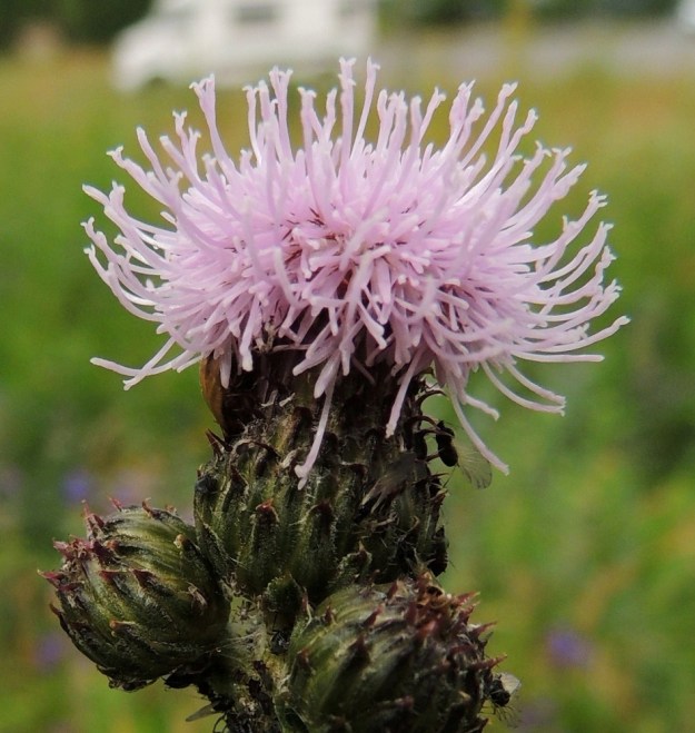 Cirsium arvense - pelto-ohdakkeen (kuvassa rikkapelto-ohdake var. arvense) mykerössä on lähes sata kukkaa. Kuvassa on emikukkainen mykerö, jossa heteitä ei juurikaan näy, mutta emit sen sijaan ovat nostaneet vartalonsa korkealle teriön yläpuolelle ja kaksiliuskainen luotti on avoinna. Pelto-ohdakkeen mykerö on täydessä kukassaan yleensä noin 15-25 mm korkea ja yläosastaan noin 20-25 mm leveä. St, Pori, Reposaari, koillisranta, entisen satama-alueen vanha painolastikenttä, 14.7.2014. Copyright Hannu Kämäräinen.