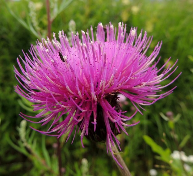 Cirsium heterophyllum - huopaohdakkeen mykerössä on yli sata kukkaa. Kaikki kukat ovat kaksineuvoisia, torvimaisia kehräkukkia. Teriön kärkiosa on torvimainen, noin 14-17 mm pitkä ja kapean viisiliuskainen. Liuskat ovat noin 4-6 mm pitkät. Heteiden sinipunaiset ponnet ovat lieriömäisen yhdiskasvuisesti emin vartalon ympärillä. Emin vartalo ja luotti nousevat reilusti teriönliuskoja pitemmälle. Kuvassa pystyjen kukkien siitepöly on purkautumassa eikä niiden emin vartalo ole vielä näkyvissä. Laitimmaisissa kukissa ponnet ovat tyhjät ja valjun valkoiset sekä vartalot luotteineen ovat kasvaneet teriön ulkopuolelle. EH, Hämeenlinna, Vuorentaka, Rääpiälä, laaja peltoaukea, Hämeen Härkätien laita, 29.6.2013. Copyright Hannu Kämäräinen.