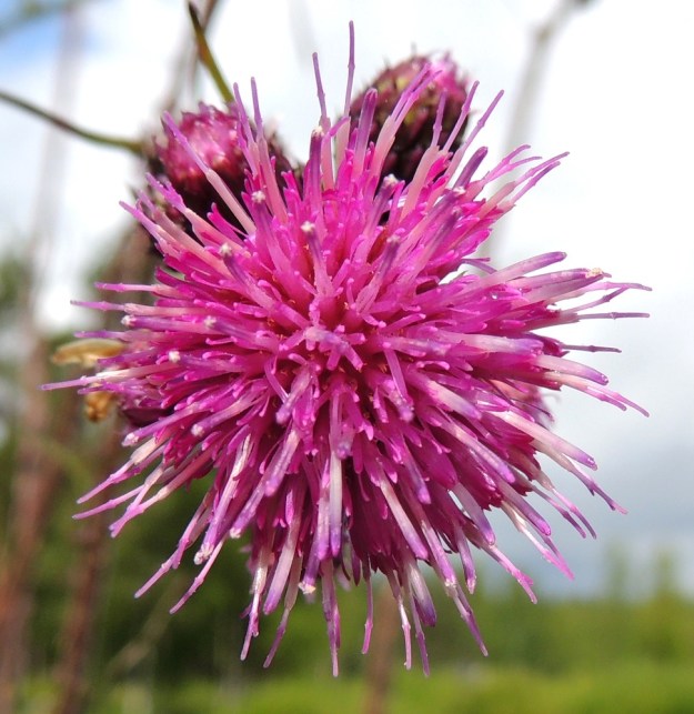 Cirsium palustre - suo-ohdakkeen mykerössä on yli 50 kukkaa. Kaikki kukat ovat torvimaisia kehräkukkia. Teriön kärkiosa on torvimainen, kapean viisiliuskainen ja punainen tai sinipunainen. Pituutta kärkiosalla on noin 5-7 mm. Emin vartalo ja luotti nousevat selvästi teriönliuskojen yläpuolelle. EH, Vilppula, Laksinperä, Uittosalmentien laide Ukonselän ja Laksi-järven välisen Uittosalmen lähellä, 19.7.2015. Copyright Hannu Kämäräinen.