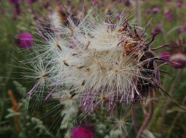 Carduus nutans - nuokkukarhiaisen kukinta on sillä tavoin pitkä, että samalla, kun osa mykeröistä on vielä nupulla tai parhaassa kukintavaiheessa, joku mykerö on jo hajoamassa pähkylöiksi. Pähkylä on pitkulainen, pulleahko ja sileä sekä vaaleahkonruskea. Pituutta on tavallisesti noin 3-5 mm ja leveyttä noin 1-1,5 mm. Kärjessä säilyy leviämistä helpottava, valkoinen ja hapsihaivenista muodostunut pappus, joka on samalla kehräkukan verhiön muutunnainen. St, Pori, Reposaari, koillisranta, entisen satama-alueen vanha painolastikenttä, 14.7.2014. Copyright Hannu Kämäräinen.