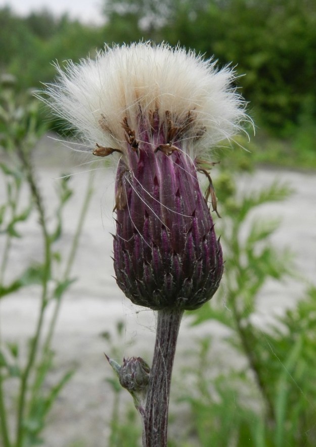 Cirsium arvense - pelto-ohdakkeen (kuvassa rikkapelto-ohdake var. arvense)  emimykeröt ovat keskimäärin hoikempia ja korkeampia kuin hedemykeröt. Sulkahaiveniksi muuntuneet verhiöt pitenevät hedelmävaiheessa ja työntyvät tiheänä "sutina" esiin mykerön kärjestä. Tämä enteilee mykerön hajoamista ja pähkylöiden vapautumista. EH, Hämeenlinna, Majalahti, Louhoksentien varrella olevan maanläjitysalueen kaakkoispää, 8.7.2012. Copyright Hannu Kämäräinen.