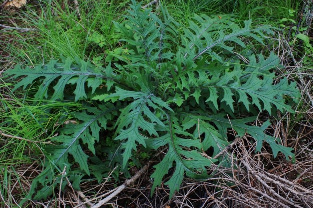 Cirsium palustre - suo-ohdake on kaksivuotinen tai kerran kukkiva monivuotinen kasvi. Ensimmäisenä vuotena kasvaa lehtiruusuke. Usein ruusukevaihe kestää useamman vuoden ennen kuin energiaa on tarpeeksi kookkaan varren kasvatukseen. Ruusukelehdet ja varren tyvellä olevat aluslehdet ovat ruodilliset ja pariliuskaiset. Sivuliuskat ovat epäsäännöllisen isohampaiset ja usein toistamiseen pieniliuskaiset. Lehdet ovat tavallisesti noin 15-35 cm pitkät ja leveimmältä kohtaa noin 3-8 cm leveät. EH, Hämeenlinna, Majalahti, Hirsimäki, Näsiäntien ja maakaasulinjan välisen metsän kosteikkokaista, 1.8.2009. Copyright Hannu Kämäräinen.