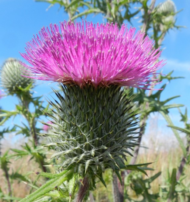 Cirsium vulgare - piikkiohdakkeen mykerökukinto on kukintavaiheestakin riippuen yleensä noin 30-50 mm leveä. Siinä on yli sata kukkaa. Kaikki kukat ovat kaksineuvoisia, torvimaisia kehräkukkia, jotka nousevat korkealle kehdon yläpuolelle. Heteitä on viisi. Niiden sinipunaiset ja lieriömäisesti yhteenkasvaneet ponnet ovat emin vartalon ympärillä. Kuvassa ponsien kärjestä purkautuva siitepöly näkyy valkoisena. V, Kemiönsaari, Hiittisten saaristo, Örö, saaren kaakkoisosa, Holmenin tykkipatterikallio, 14.7.2012. Copyright Hannu Kämäräinen.