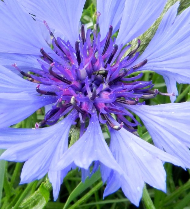 Centaurea cyanus - ruiskaunokin kehräkukan pelkkä teriö on yleensä noin 12-15 mm pitkä. Sen tyviosa on laitakukkien tavoin hyvin kapean tasasoukka ja jää kehdon sisään. Teriön kärkiosa on ruukkumainen tai torvimainen, kapean viisiliuskainen ja noin 7-8 mm pitkä. Pelkkien liuskojen pituus on noin 5-6 mm. Kuvan mykerössä emin vartalot kaksiliuskaisine luotteineen ovat jo laitimmaisissa kehräkukissa nousseet esille. U, Loviisa, Utbyn ja Hormnäsin välillä oleva laaja Storängarnan peltoalue, Sarvilahdentien varsi, rypsipellon laita, 20.6.2012. Copyright Hannu Kämäräinen.