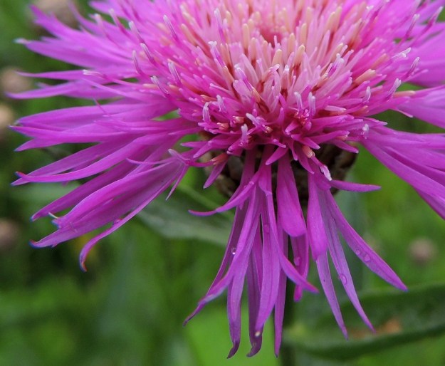 Centaurea jacea - ahdekaunokin laitakukkien teriön kärkiosa on toispuolinen ja liuskat ovat usein erikokoiset ja epäyhtenäisesti liuskoittuneet. Kuvassa näkyy hyvin, kuinka emin vartalot nousevat lieriömäisten heteiden keskeltä huomattavasti teriönliuskojen yläpuolelle. Vartalon kärjessä oleva luotti on vaalea tai valkoisehko ja kaksiliuskainen. EH, Hämeenlinna, Vuorentaka, Rääpiälä, laaja peltoaukea, Hämeen Härkätien laitaruohikko, 29.6.2013. Copyright Hannu Kämäräinen.