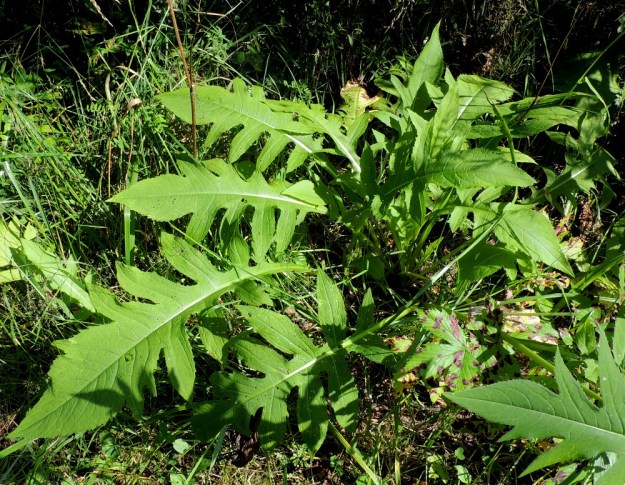 Cirsium oleraceum - keltaohdakkeen ruusuke- ja aluslehdet ovat ruodilliset, ohuehkot, useimmiten pariliuskaiset ja harvemmin ehyet. Lapa on ulkokehältään yleensä soikeahko ja tavallisesti noin 25-50 cm pitkä ja leveimmältä kohtaa noin 15-25 cm leveä. Lehtiruoti on enintään lavan mittainen ja kapeahkosti siipipalteinen. EH, Kouvola, Kuusankoski, Ahlmanintien varrella olevan entisen puutavaran varastointi- ja lautatarha-alueen ja Savonsuon peitetyn teollisuuskaatopaikan välissä kulkevan tieuran laide, 26.7.2016. Copyright Hannu Kämäräinen.