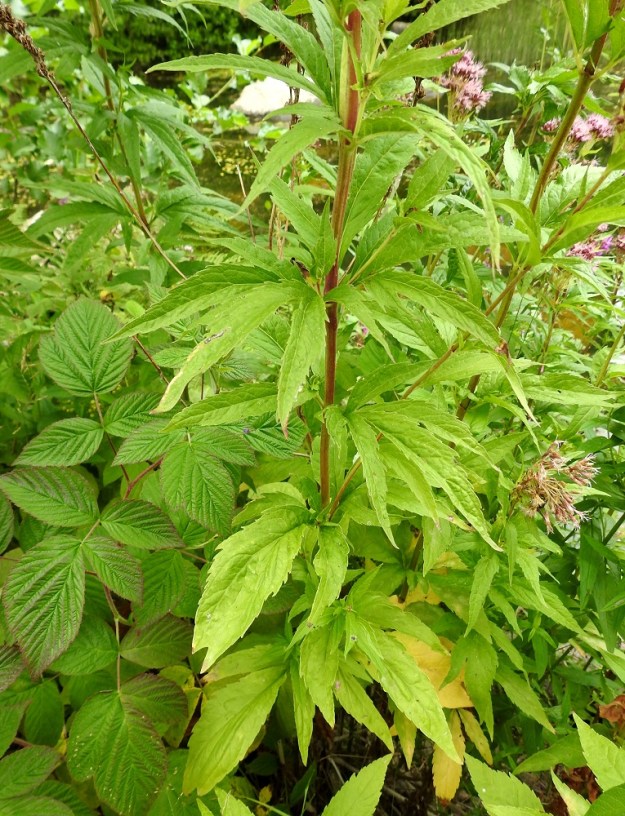 Eupatorium cannabinum - rantapunalatvan lehdet ovat varrella vastakkain. Ne ovat 3-5-sormiset tai -lehdykkäiset ja tavallisesti noin 5-15 cm pitkät. U, Loviisa, Vähä Ahvenkoski, Ahvenkosken vähävetinen luonnonuoma Pietarintien ja padon välillä (uomassa kulkee Loviisan ja Pyhtään välinen raja), muusta uomasta erillisen lammikon ranta, 6.8.2020. Copyright Hannu Kämäräinen.