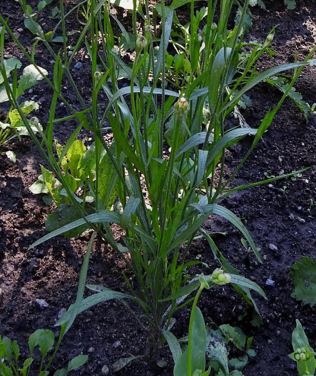 Centaurea cyanus - ruiskaunokin alimmat lehdet ovat ruodilliset, suikeat ja vähitellen ruotiin suippenevat. Lapa on ehyt tai kapean pariliuskainen ja ehytlaitainen tai harvahkohampainen. Ylemmät lehdet ovat ruodittomat ja johteettomat sekä suikeat tai tasasoukat ja ehytlaitaiset. Lehtilapa on tavallisesti enintään 15 cm pitkä ja leveimmältä kohtaa enintään 1 cm leveä. V, Raasepori, Pohja, Fiskarsin ruukkialue, Fiskarsintien kävelytien laiteen uudisnurmialue, 15.7.2020. Copyright Hannu Kämäräinen.