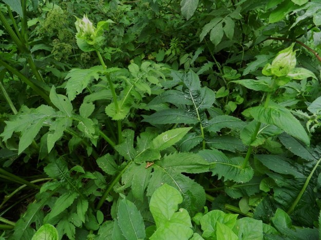 Cirsium oleraceum - keltaohdakkeen varsilehdet ovat hyvin muuntelevat. Alemmat niistä ovat ruodilliset ja aluslehtien kaltaiset. Ylempänä lehtien liuskaisuus tavallisesti vähenee lavan tyviosasta alkaen ja verson latva-alueella lehdet ovat useimmiten ehyet. Alempia lehtiä lukuun ottamatta varsilehdet ovat ruodittomat. Kuvassa etualalla myös valkokarhunköynnöksen, Convolvulus sepium, lehtiä. EH, Hattula, Katinala, Kauksaari, länsiosa, Vanajaveden ranta-alue, 24.7.2012. Copyright Hannu Kämäräinen.