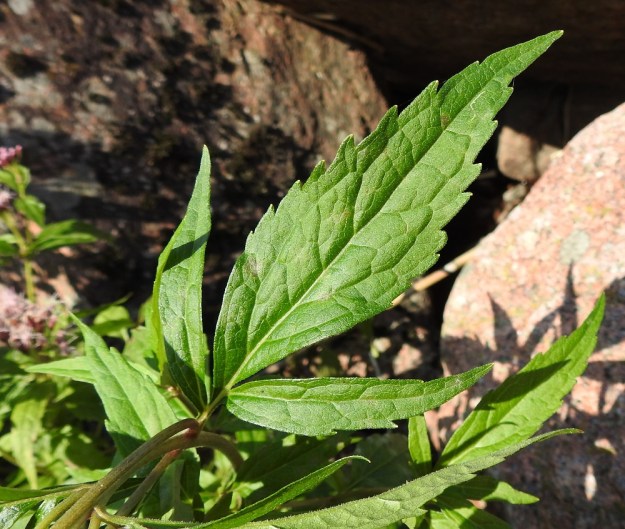 Eupatorium cannabinum - rantapunalatvan lehtiliuskat tai lehdykät ovat suikeat tai soikeahkot, pitkäsuippuisen teräväkärkiset ja suippotyviset sekä laidoiltaan isohampaiset tai toisinaan osittain liuskaiset. Ne ovat leveimmältä kohtaa useimmiten noin 0,3-4 cm leveät. Lehtiruoti on yleensä enintään 1,5 cm pitkä. U, Pyhtää, Ahvenkoski, Ahvenkosken vähävetinen luonnonuoma Pietarintien ja padon välillä (uomassa kulkee Loviisan ja Pyhtään välinen raja), 11.9.2019. Copyright Hannu Kämäräinen.