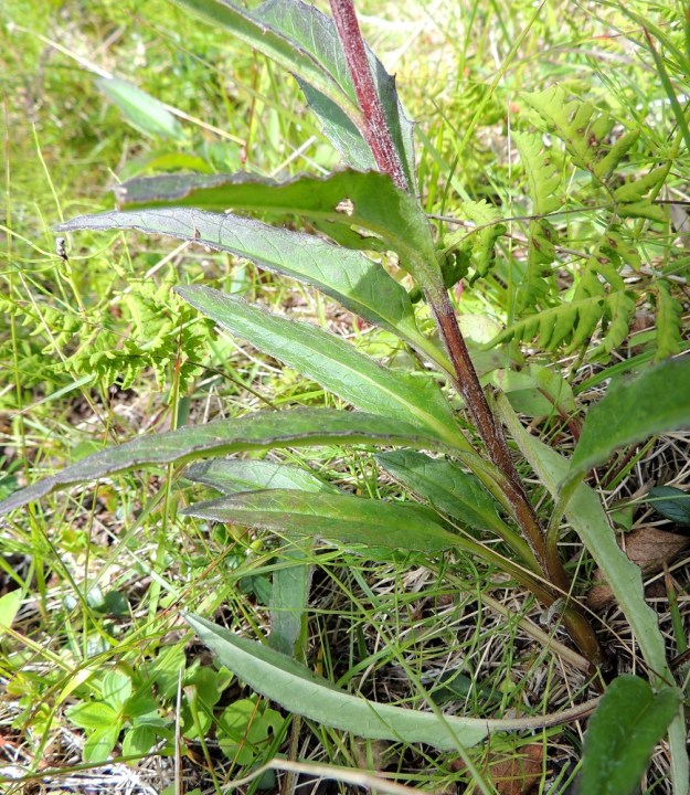 Saussurea alpina - (tunturi)läätteen varret ovat valko- ja lyhytkarvaiset. Alemmat varsilehdet ovat ruodilliset. Ruoti on kapeasti siipipalteinen. Varsilehtien lapa on ylöspäin pieneten yleensä noin 3-9 cm pitkä ja leveimmältä kohtaa noin 0,3-1,5 cm leveä. EnL, Enontekiö, Kilpisjärvi, Saanan lounainen alarinne, tunturikoivikko retkeilykeskuksen yläpuolella, 515 m mpy, 16.7.2013. Copyright Hannu Kämäräinen.