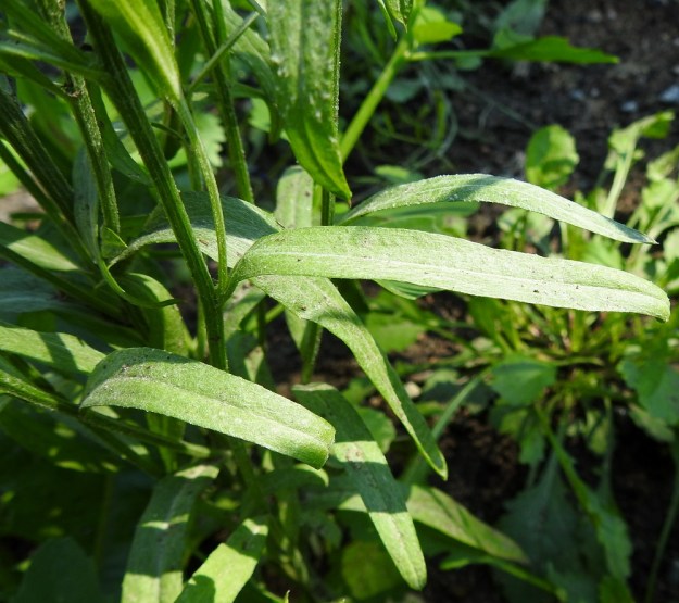 Centaurea cyanus - ruiskaunokin lehdet ovat molemmin puolin vihreät ja varsinkin nuorena myös harmaan vanukekarvaiset. V, Raasepori, Pohja, Fiskarsin ruukkialue, Fiskarsintien kävelytien laiteen uudisnurmialue, 15.7.2020. Copyright Hannu Kämäräinen.