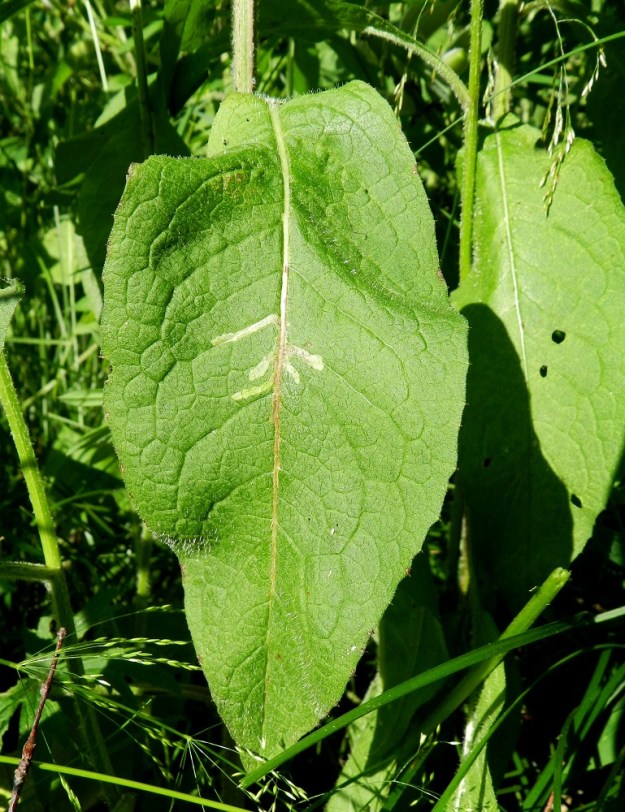Centaurea phrygia subsp. phrygia - nurmikaunokin subsp. idännurmikaunokin lehtilapa on ylöspäin pieneten tavallisesti noin 2-18 cm pitkä ja leveimmältä kohtaa noin 0,5-7 cm leveä. Yläpinta on lyhyesti harmaakarvainen. Kuvassa karvoitus näkyy poimujen kohdalla. Lehtilaita voi kuvan yksilön tavoin olla matalanyhäinen. EH, Hämeenlinna, Aulanko, puistometsäalue, luonnonsuojelualue, Joutsenlammen kaakkoisranta, 25.7.2012. Copyright Hannu Kämäräinen.
