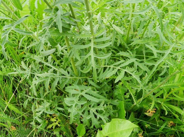Centaurea scabiosa - ketokaunokin varsilehdet ovat kierteisesti ja ylemmät niistä ovat ruodittomat. Lehtien lapa ylimpiä lukuun ottamatta on ulkokehältään lähinnä soikea ja tavallisesti noin 6-25 cm pitkä ja leveimmältä kohtaa noin 4-10 cm leveä. Sivuliuskat voivat olla toistamiseen liuskaiset tai hampaiset. EH, Hämeenlinna, Vuorentaka, Marssitien piennar viljapellon kohdalla, 4.7.2011. Copyright Hannu Kämäräinen.