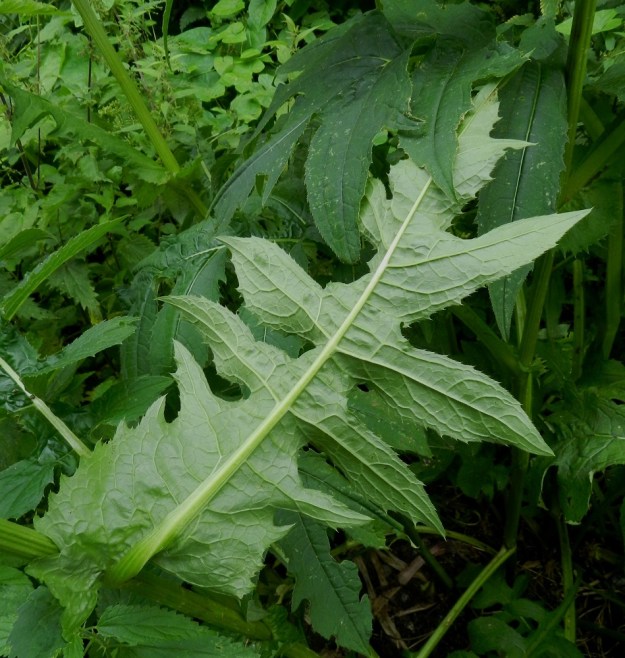 Cirsium oleraceum - keltaohdakkeen lehtien yläpinta on vihreä tai vaaleanvihreä ja alapinta yleensä harmaanvihreä. Lavan molemmat pinnat ovat kaljuhkot tai vaihtelevasti hyvin lyhytkarvaiset. Lehtilaidat ovat pienehköhampaiset. EH, Hattula, Katinala, Kauksaari, länsiosa, Vanajaveden ranta-alue, 24.7.2012. Copyright Hannu Kämäräinen.