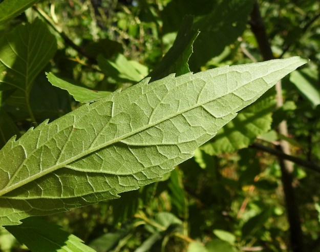 Eupatorium cannabinum - rantapunalatvan lehtiliuskat ja lehdykät ovat molemmin puolin tiheämmin tai harvakseen lyhytkarvaiset. U, Helsinki, Laajasalo, Tahvonlahti-merenlahden koillispuoli, rannasta nousevan metsärinteen päällys Mellinintien varressa, 6.8.2018. Copyright Hannu Kämäräinen.
