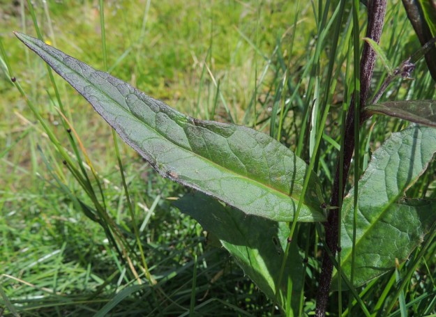 Saussurea alpina - (tunturi)läätteen varsilehtien lapa on suikea tai kapeanpuikea, pitkäsuippuisen teräväkärkinen ja suippotyvinen. Lehdet ovat ehyet ja ehytlaitaiset tai harva- ja pienihampaiset. Yläpinta on kaljuhko. Toisinaan mykeröitä kehittyy kuvan tavoin myös alempiin lehtihankoihin. EnL, Enontekiö, Kilpisjärvi, Saanan lounainen alarinne, tunturikoivikko retkeilykeskuksen yläpuolella, 515 m mpy, 16.7.2013. Copyright Hannu Kämäräinen.
