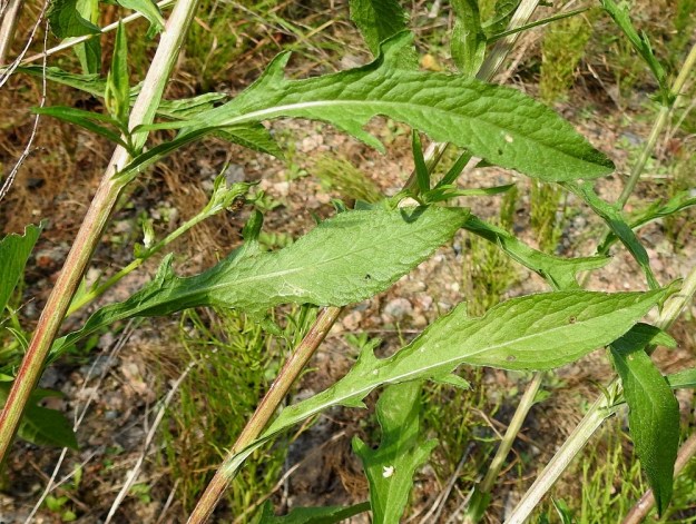 Centaurea jacea - ahdekaunokin lehtilapa on alempana yleensä leveänsuikea ja ylempänä suikea. Erityisesti alemmat lehdet ovat aika usein matalaliuskaiset. Lapa on ylöspäin pieneten tavallisesti noin 2-15 cm pitkä ja leveimmältä kohtaa liuskatkin huomioiden noin 0,2-3 cm leveä. Lehdet ovat molemmin puolin vihreät ja lyhyesti harmaakarvaiset. ES, Kouvola, Kotkankallio, ratapihan laita Halkotarhantien varressa, 12.7.2021. Copyright Hannu Kämäräinen.