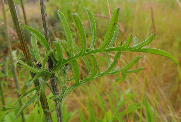 Centaurea scabiosa - ketokaunokin ylempien varsilehtien kärki on usein pitkä ja kapean liuskamainen. Lehdet ovat molemmin puolin vihreät ja kaljuhkot tai tiheähköstikin lyhytkarvaiset. Varsi haaroineen on vihreä, harmaanvihreä tai punaruskearaitainen, särmikäs ja kaljuhko tai tiheästikin lähinnä vanukekarvainen. St, Pori, Reposaari, koillisranta, entisen satama-alueen vanhan painolastikentän keto- ja niittyalue, 14.7.2014. Copyright Hannu Kämäräinen.