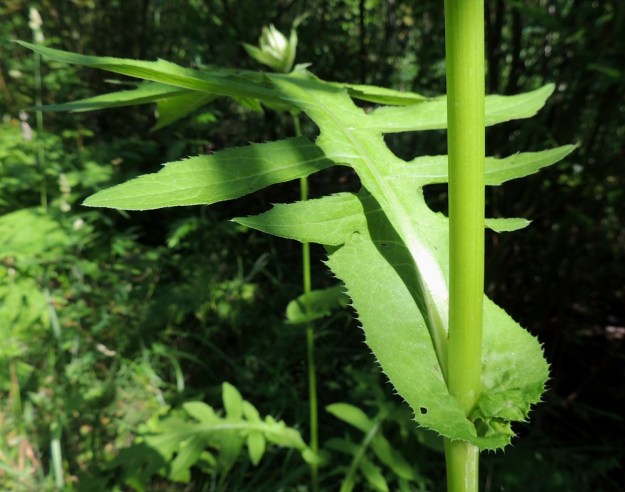 Cirsium oleraceum - keltaohdakkeen varsi haaroineen on vaaleanvihreä, liereä ja yläosastaan hyvin lyhytkarvainen sekä alempaa kalju. Siipipalteita ja piikkejä ei ole. Ylempien lehtien tyvi sepii leveänä kauluksena varren ympäri. Lehtien laitahampaat päättyvät hentoon, enintään noin 3 mm pitkään piikkiin. EH, Kouvola, Kuusankoski, Ahlmanintien varrella olevan entisen puutavaran varastointi- ja lautatarha-alueen ja Savonsuon peitetyn teollisuuskaatopaikan välissä kulkevan tieuran laide, 26.7.2016. Copyright Hannu Kämäräinen.