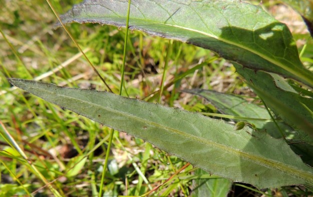 Saussurea alpina - (tunturi)läätteen lehtien alapinta on vihreä tai harmaanvihreä ja vaihtelevasti harmaan seitti- tai vanukekarvainen. Laitahampaiden kärki on usein piikkimäisen kapea ja terävä. EnL, Enontekiö, Kilpisjärvi, Saanan lounainen alarinne, tunturikoivikko retkeilykeskuksen yläpuolella, 515 m mpy, 16.7.2013. Copyright Hannu Kämäräinen.