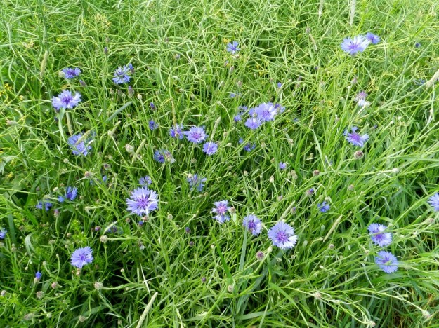 Centaurea cyanus - ruiskaunokki on Suomessa vanha viljapeltojen rikkakasvi, joka on harvinaistunut erityisesti rikkaruohojen kemiallisen torjunnan ja parantuneen siemenpuhtauden johdosta. Aikanaan laji oli jopa hyväksytty seuralainen varsinkin ruisvainioilla. U, Loviisa, Utbyn ja Hormnäsin välillä oleva laaja Storängarnan peltoalue, Sarvilahdentien varsi, rypsipellon laita, 20.6.2012. Copyright Hannu Kämäräinen.