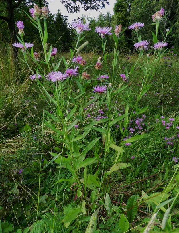 Centaurea jacea - ahdekaunokki on yksi Suomen kolmesta puna- tai sinipunakukkaisesta ja muinaistulokkaana saapuneesta kaunokkilajista. Se on yleensä noin 30-80 cm korkea. Kasvupaikkoina ovat tavallisesti kuivahkot niityt, kedot, ahot ja törmät sekä erilaiset pientareet ja tienvarret. Lajia tapaa myös kuivemmilta paikoilta rantojen läheisyydestä. EH, Hämeenlinna, Idänpää, Katumajärven läntinen ranta-alue lähellä Kutalanjoen suuta, 9.8.2012. Copyright Hannu Kämäräinen.