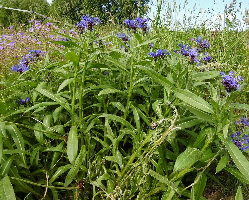 Centaurea montana - vuorikaunokki on Suomessa vanha koristekasvi, joka on monin paikoin villiytynyt asutuksen liepeillä mm. pientareille, tienvarsiin ja joutomaille sekä metsäreunoihin. Se on tavallisesti noin 30-90 cm korkea ja leviää suikertavan juurakkonsa avulla usein monivartisiksi ja toisinaan kuvan tavoin tiheiksi kasvustoiksi. EH, Hämeenlinna, Loimalahti, Loimalahdentien laitaruohikko hevosaitauksen kohdalla, vähän ennen Tervaniemeä ja Alajärven uimarantaa, 10.6.2018. Copyright Hannu Kämäräinen.