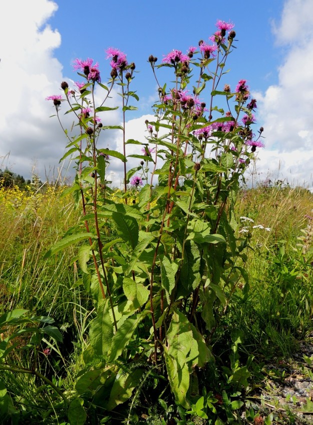 Centaurea phrygia subsp. phrygia - nurmikaunokki subsp. idännurmikaunokki on monivuotinen, pysty, tanakka ja tavallisesti noin 30-80 cm korkea. Juurakko tuottaa usein monivartisen ja tiiviin ryhmän. EH, Hämeenlinna, Luhtiala, Aulangonjärven koillispuoli, Aulangon-Heikkilän tien laita peltoaukean kohdalla, 12.7.2016. Copyright Hannu Kämäräinen.
