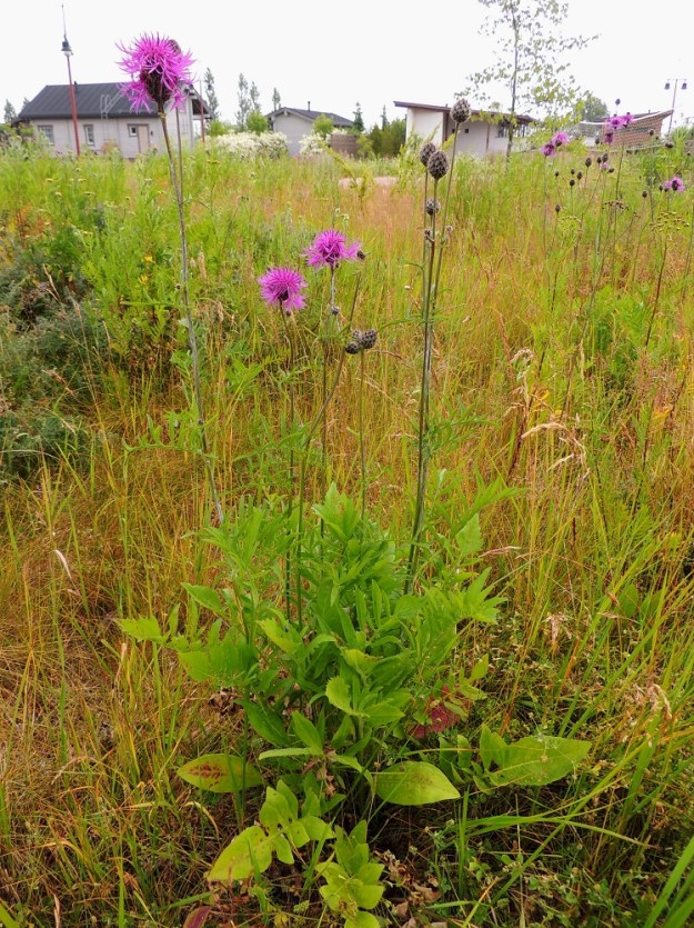 Centaurea scabiosa - ketokaunokki on monivuotinen, pysty ja tanakka sekä tavallisesti noin 30-100 cm korkea. Pääjuureltaan puutunut juurakko synnyttää usein monivartisia ryhmiä. St, Pori, Reposaari, koillisranta, entisen satama-alueen vanhan painolastikentän keto- ja niittyalue, 14.7.2014. Copyright Hannu Kämäräinen.