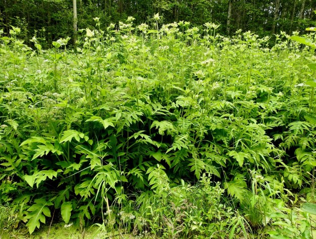 Cirsium oleraceum - keltaohdake on isolehtinen ja yleensä noin 50-150 cm korkea, monivuotinen tulokaskasvi. Se on myös harvinainen koristekasvi ja viljelykarkulainen. Havaintoja lajista on harvakseen eri puolilta Suomea aina Perä-Pohjanmaan ja Koillismaan eliömaakuntien korkeudelle saakka. Pakoin se on vakiintunut ja muodostanut laajempiakin kasvustoja. Kuvassa oleva versopaljous on levittäytynyt ojan varteen noin 5-6 metriä leveänä kasvustovyönä noin 90 metrin matkalle. Laji on tullut paikalle todennäköisesti alueella varastoidun venäläisen koivun mukana. EH, Kouvola, Kuusankoski, Ahlmanintien varrella olevan entisen puutavaran varastointi- ja lautatarha-alueen ja Savonsuon peitetyn teollisuuskaatopaikan välissä kulkevan tieuran ja leveän ojan laide, 31.7.2017. Copyright Hannu Kämäräinen.