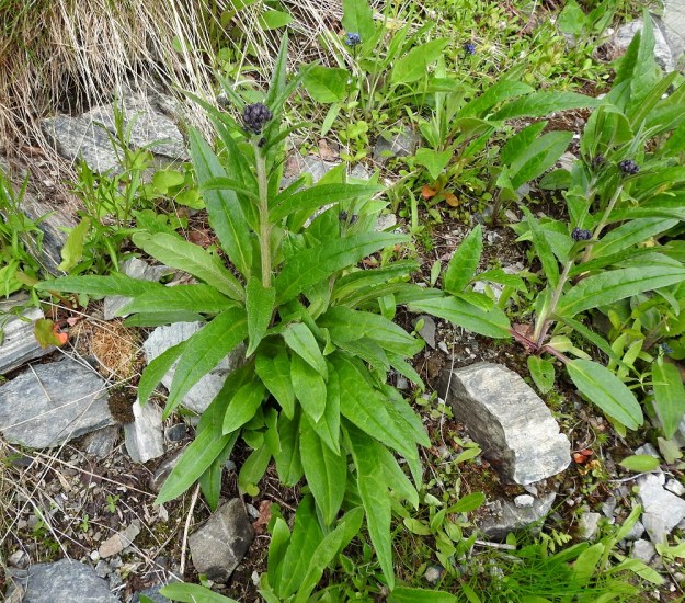 Saussurea alpina - (tunturi)läätteen juurakko on lyhytrönsyinen ja kasvattaa usein varren viereen uusia lehtiruusukkeita. Ruusuke- ja tyvilehdet ovat ruodillisia ja niiden lapa on suikea tai soikeahko. Kuvassa näkyy seuralaisena pulmuntunturitädyke, Veronica alpina subsp. alpina. EnL, Enontekiö, Kilpisjärvi, Mallan luonnonpuisto, Iso-Mallan eteläinen alarinne Kitsijoen Kitsiputouksen tyvirotko, 650 m mpy, 9.7.2018. Copyright Hannu Kämäräinen.