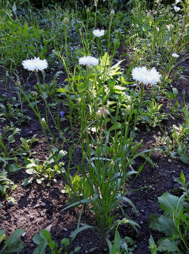 Centaurea cyanus - ruiskaunokki on yksivuotinen ja harvoin kaksivuotinen, pysty, hoikkavartinen sekä yleensä runsas- ja pystyhaarainen ruoho, joka on tavallisesti noin 20-80 cm korkea. Varsinkin nykyesiintymissä sitä näkee myös valkokukkaisena. V, Raasepori, Pohja, Fiskarsin ruukkialue, Fiskarsintien kävelytien laiteen uudisnurmialue, 15.7.2020. Copyright Hannu Kämäräinen.