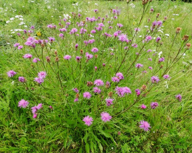 Centaurea jacea - ahdekaunokki kasvaa usein monivartisina ja näyttävän laajoinakin yksilöinä. EH, Hämeenlinna, Loimalahti, Hirsimäki, Hirsimäenkadun laitaniitty, 26.7.2011. Copyright Hannu Kämäräinen.