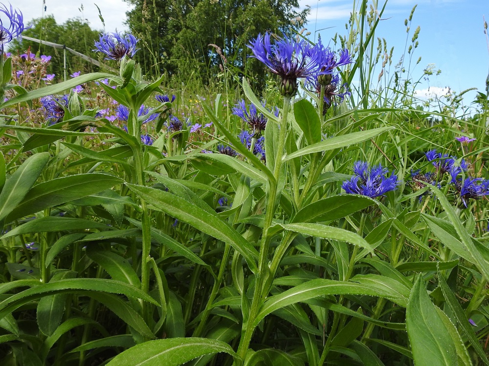 Centaurea montana - vuorikaunokin varret ovat vihreät ja useimmiten haarattomat sekä päättyvät yksittäiseen kukkamykeröön. Lehdet ovat ruodittomat, usein kuvan tavoin suikeat, suippo- ja teräväkärkiset sekä tyvestään kiilamaisesti kapenevat tai tylpästi varteen päättyvät. Lapa on ylöspäin lyheten tavallisesti noin 3-20 cm pitkä. EH, Hämeenlinna, Loimalahti, Loimalahdentien laitaruohikko hevosaitauksen kohdalla, vähän ennen Tervaniemeä ja Alajärven uimarantaa, 10.6.2018. Copyright Hannu Kämäräinen.