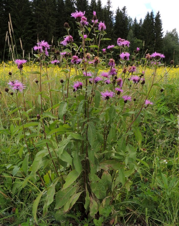 Centaurea phrygia subsp. phrygia - nurmikaunokki subsp. idännurmikaunokki on Suomessa muinaistulokas. Kasvupaikkoina ovat yleensä niityt, kedot, ahot, metsänlaiteet ja rehevät metsät sekä erilaiset pientareet ja tienvarret. EH, Hämeenlinna, Luhtiala, Aulangonjärven koillispuoli, Aulangon-Heikkilän tien laita peltoaukean kohdalla, 12.7.2016. Copyright Hannu Kämäräinen.