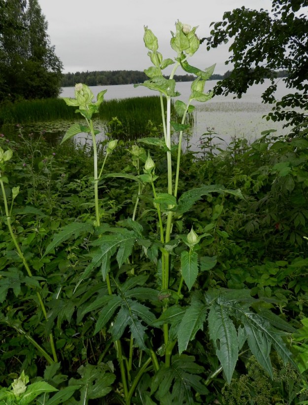 Cirsium oleraceum - keltaohdakkeen versot ovat yleensä yläosastaan haarovia. Muista Suomen ohdakelajeista poiketen niiden mykeröstöjen tyvellä on kaulusmaisesti joukko ylälehtiä, jotka alkuvaiheessa sulkevat kehittyvät mykeröt kokonaan sisäänsä. Taustalla vasemmalla kasvaa myös suo-ohdake, C. palustre. EH, Hattula, Katinala, Kauksaari, länsiosa, Vanajaveden ranta-alue, 24.7.2012. Copyright Hannu Kämäräinen.