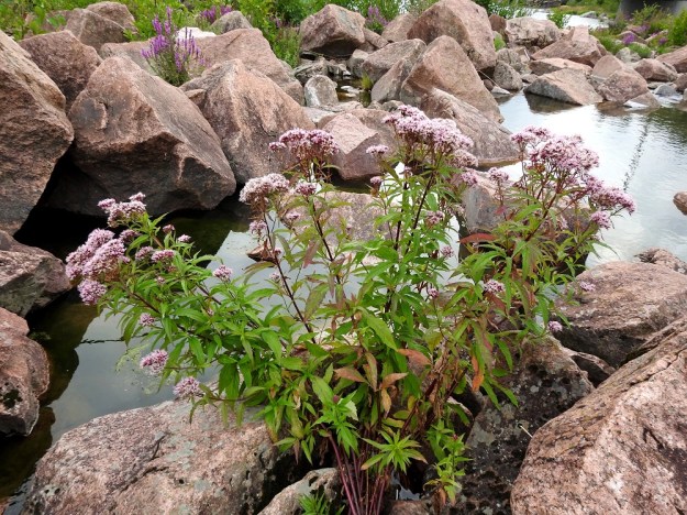Eupatorium cannabinum - rantapunalatvan varret ovat haarattomat tai usein yläosastaan haarovat. Toisinaan, kuten kuvan kasvustossa, haaroja on alempanakin. Varret ovat ainakin aurinkoisilla paikoilla punaruskeat. Kuvassa taustalla näkyy (pohjan)rantakukka, Lythrum salicaria. U, Pyhtää, Ahvenkoski, Ahvenkosken vähävetinen luonnonuoma Pietarintien ja padon välillä (uomassa kulkee Loviisan ja Pyhtään välinen raja), 6.8.2020. Copyright Hannu Kämäräinen.