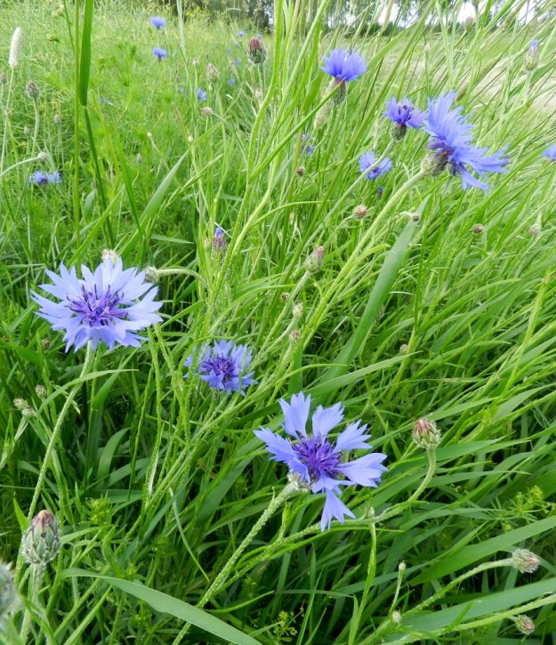 Centaurea cyanus - ruiskaunokin kukkamykeröt ovat varren ja haarojen kärjessä yksittäin. Varsi ja haarat ovat vihreät tai harmaanvihreät, vaihtelevasti seittikarvaiset ja varsinkin yläosastaan myös vanuketupsuiset. Kuvassa vanukkeisuus näkyy erityisesti alimman mykerön alapuolisessa varressa. U, Loviisa, Utbyn ja Hormnäsin välillä oleva laaja Storängarnan peltoalue, Sarvilahdentien varsi, rypsipellon laita, 20.6.2012. Copyright Hannu Kämäräinen.