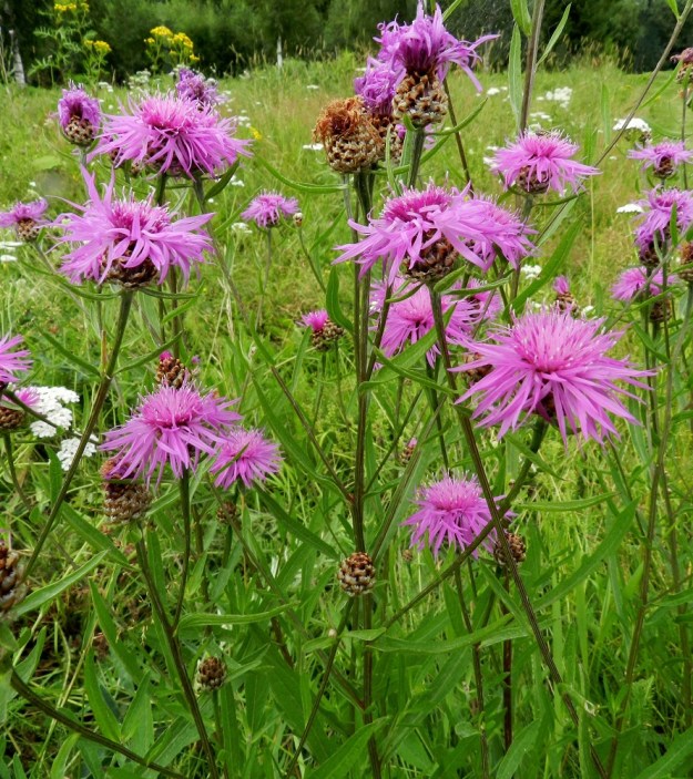 Centaurea jacea - ahdekaunokki on usein runsashaarainen. Kukkamykeröt ovat yksittäin haarojen kärjessä. Ylemmät lehdet ovat useimmiten suikeat ja ehytlaitaiset. Ne yltävät aivan mykeröiden tyvelle saakka. EH, Hämeenlinna, Loimalahti, Hirsimäki, Hirsimäenkadun laitaniitty, 26.7.2011. Copyright Hannu Kämäräinen.