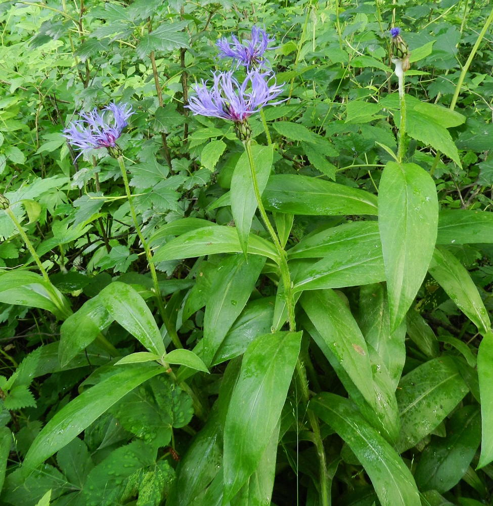 Centaurea montana - vuorikaunokin lehdet voivat olla myös leveänsuikeat tai kapean vastapuikeat. Lehtien leveys voi enimmillään olla noin 4,5 cm. Kuvassa taustalla taikinamarjapensaikkoa, Ribes alpinum. EH, Hämeenlinna, Loimalahti, Hirsimäki, Louhoksentien laitapensaikko metsäalueen reunassa, 28.6.2012. Copyright Hannu Kämäräinen.
