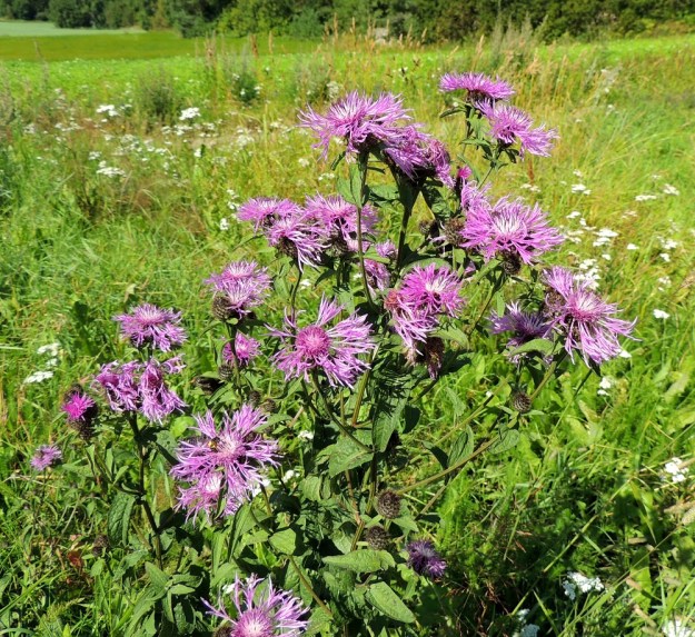 Centaurea phrygia subsp. phrygia - nurmikaunokki subsp. idännurmikaunokki on yläosastaan haarova. Kukkamykeröt ovat haarojen kärjessä yksittäin. Ylimmät haarat ovat yleensä lyhyet, jolloin mykeröistä syntyy tiheämpiäkin ryhmiä. EH, Padasjoki, Vesijako, Jussilan tila, Hakaperäntien laitaniitty, 9.8.2015. Copyright Hannu Kämäräinen.