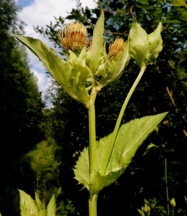 Cirsium oleraceum - keltaohdakkeen ylempien haarojen tukilehdet ja mykeröstöjä kehystävät ylälehdet ovat kellanvihreät, puikeat ja ehyet sekä laidoiltaan hampaiset ja hennohkopiikkiset. Kukintohaarojen tukilehdet sepivät tyveltään varren ympäri. Sen sijaan ylälehdet ovat ruodittomat mutta eivät juurikaan sepivät. Ylälehdet ovat yleensä noin 2-10 cm pitkät ja leveimmältä kohtaa noin 1-6 cm leveät. EH, Kouvola, Kuusankoski, Ahlmanintien varrella olevan entisen puutavaran varastointi- ja lautatarha-alueen ja Savonsuon peitetyn teollisuuskaatopaikan välissä kulkevan tieuran laide, 26.7.2016. Copyright Hannu Kämäräinen.